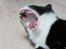 Huskat Mis