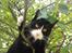 Huskat Mis