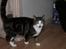 Huskat Mille R.I.P