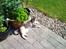 Huskat Sille - Elsker sol.