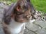 Huskat Sille - Close up.