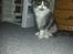 Blanding af racer Fluffy<3 R.I.P - Fluffy dreng<3