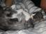 Blanding af racer Fluffy<3 R.I.P - <3