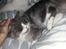 Blanding af racer Fluffy<3 R.I.P - <3