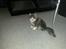 Blanding af racer Fluffy<3 R.I.P - <3
