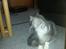 Blanding af racer Fluffy<3 R.I.P - <3