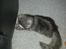 Blanding af racer Fluffy<3 R.I.P - <3