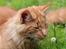 Maine Coon Leopold Firefox - Blomsten og Bien.. og Leo.