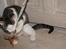 Huskat sylvester