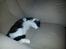 Huskat sylvester