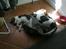 Blanding af racer Mis 2. - Mis sover med Jackie :)