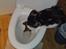 Blanding af racer Mis 2. - Toilet vand GUF :/