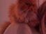 Perser Saffi