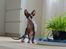 Sphynx Divya Das