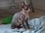 Sphynx Divya Das