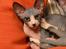 Sphynx Divya Das