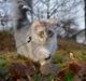 Maine Coon Ib silver