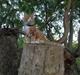 Maine Coon Basse