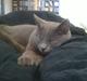 Chartreux Gizmo
