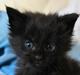 Maine Coon Sunway´s Kinder æg