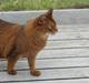 Somali Dushara Hexia de Trix