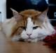 Maine Coon Lumacoon´s Filurifax