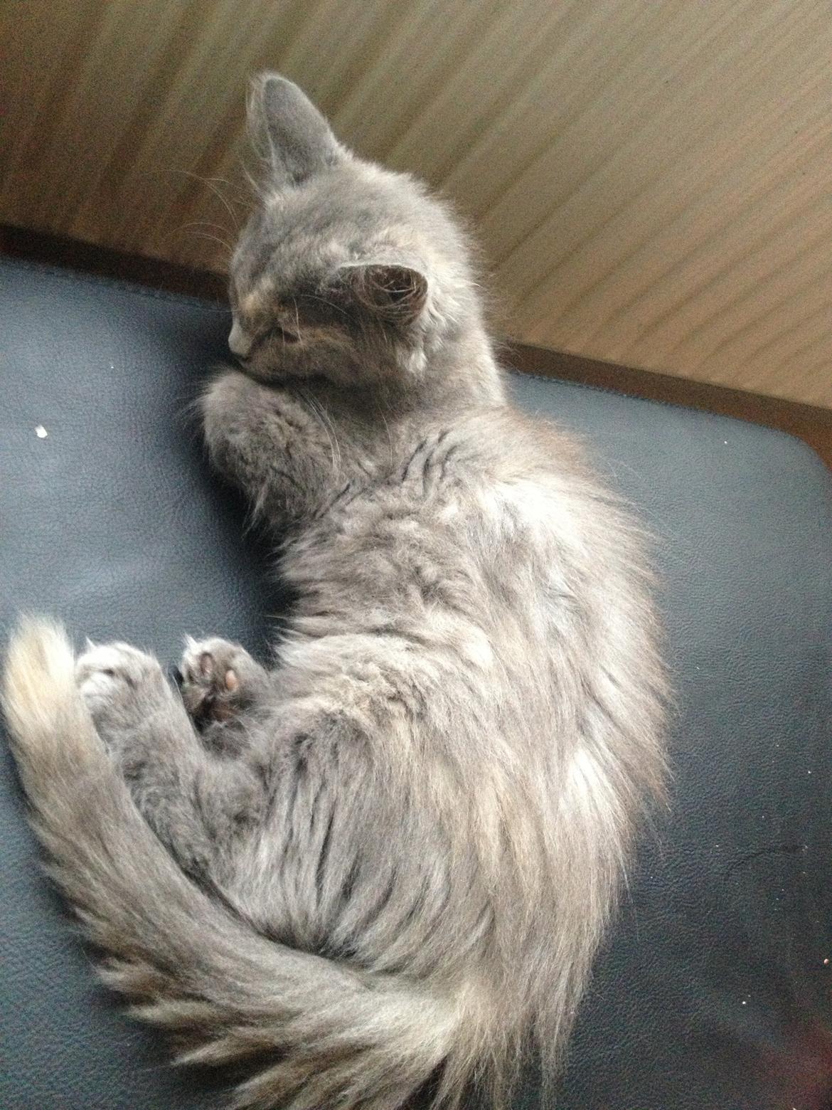 Maine Coon Mille billede 11