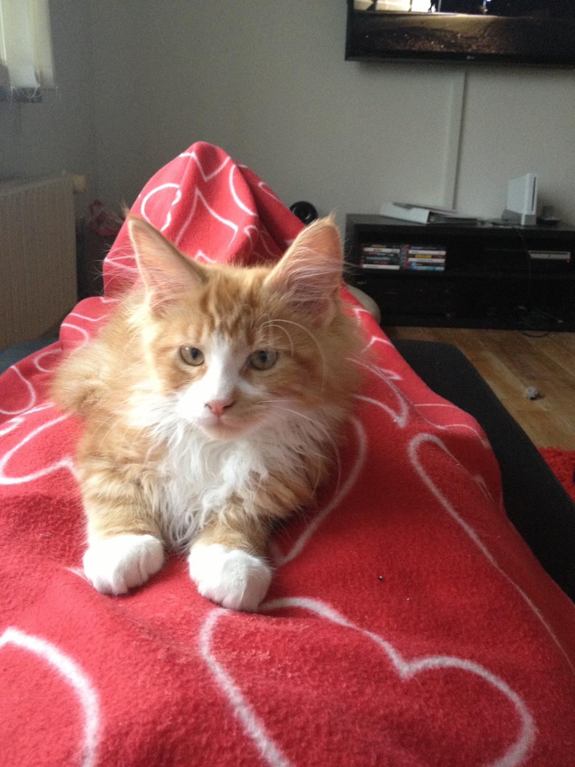 Maine Coon Basse billede 8