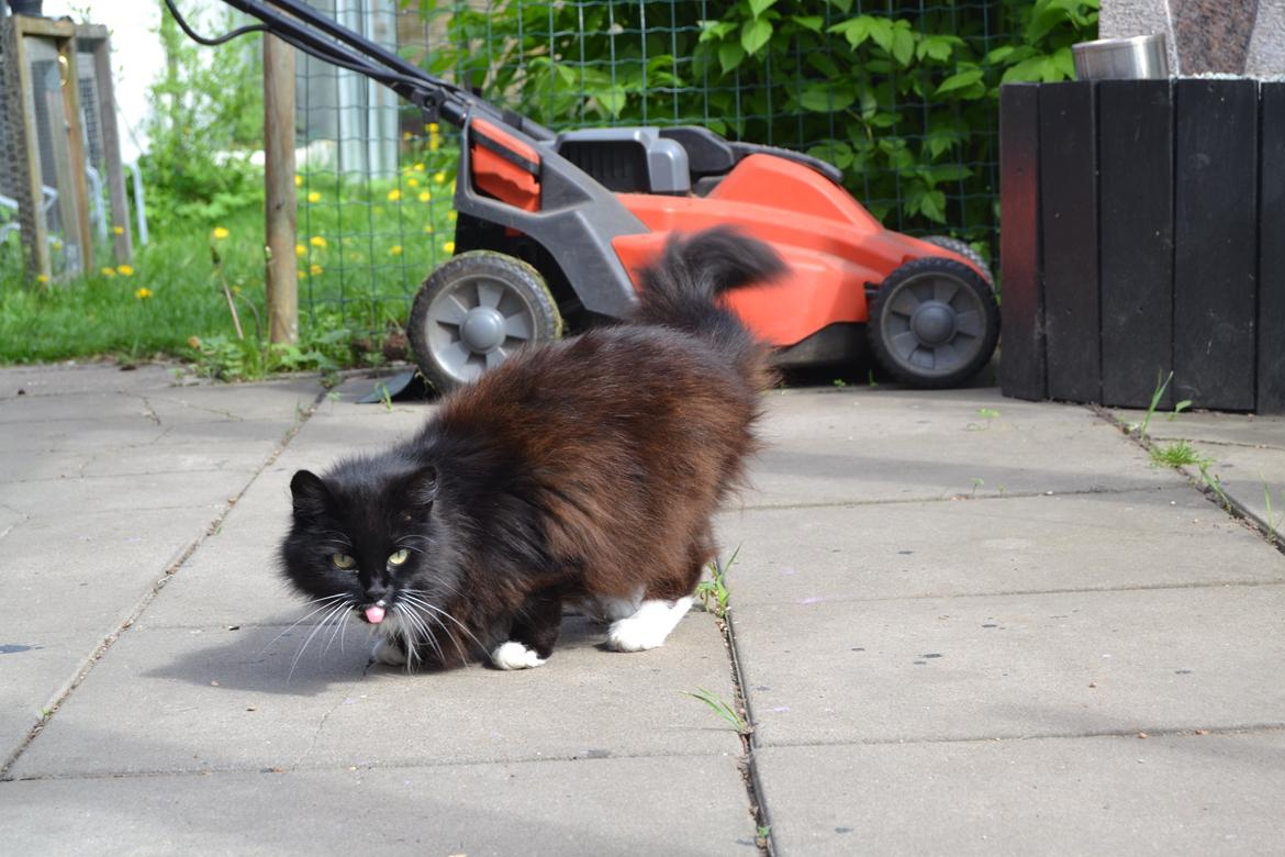 Norsk Skovkat DK Hopeless Tribes Chastine-Frida billede 14