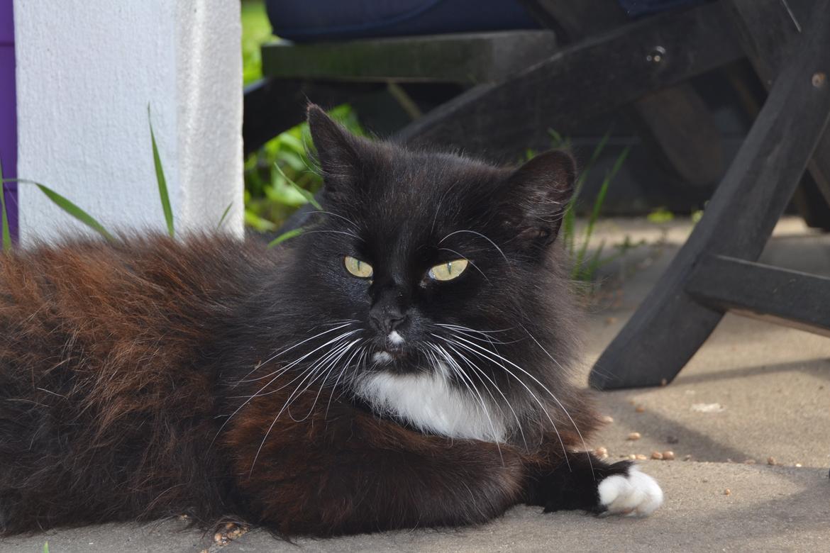 Norsk Skovkat DK Hopeless Tribes Chastine-Frida billede 2