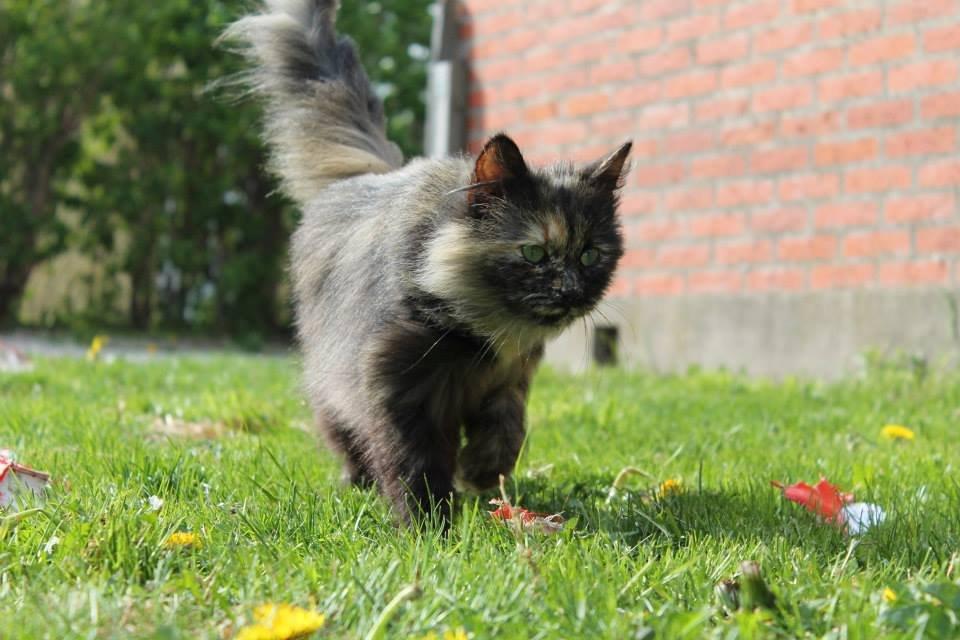 Norsk Skovkat Sannemizz (Himmelkat) billede 13