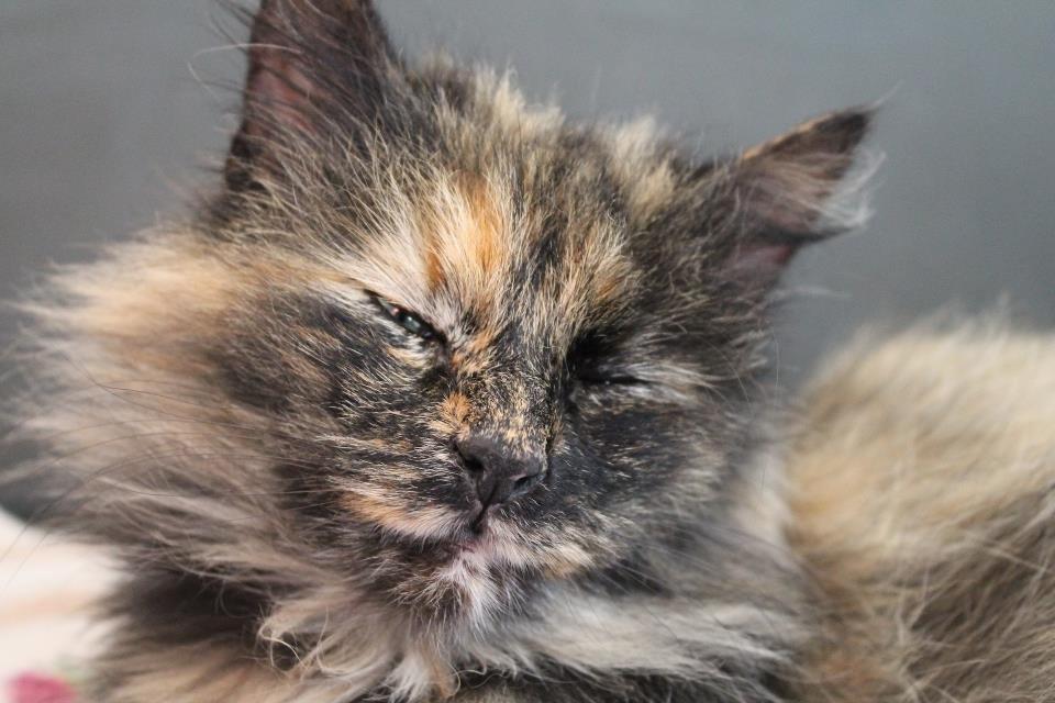 Norsk Skovkat Sannemizz (Himmelkat) billede 19