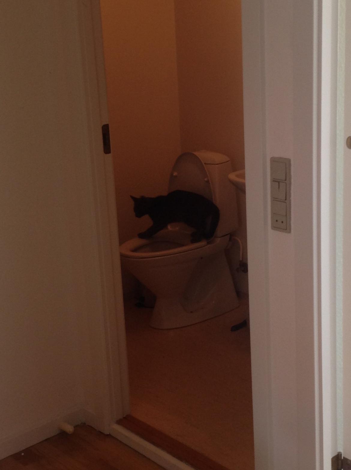 Huskat Sissleja billede 15