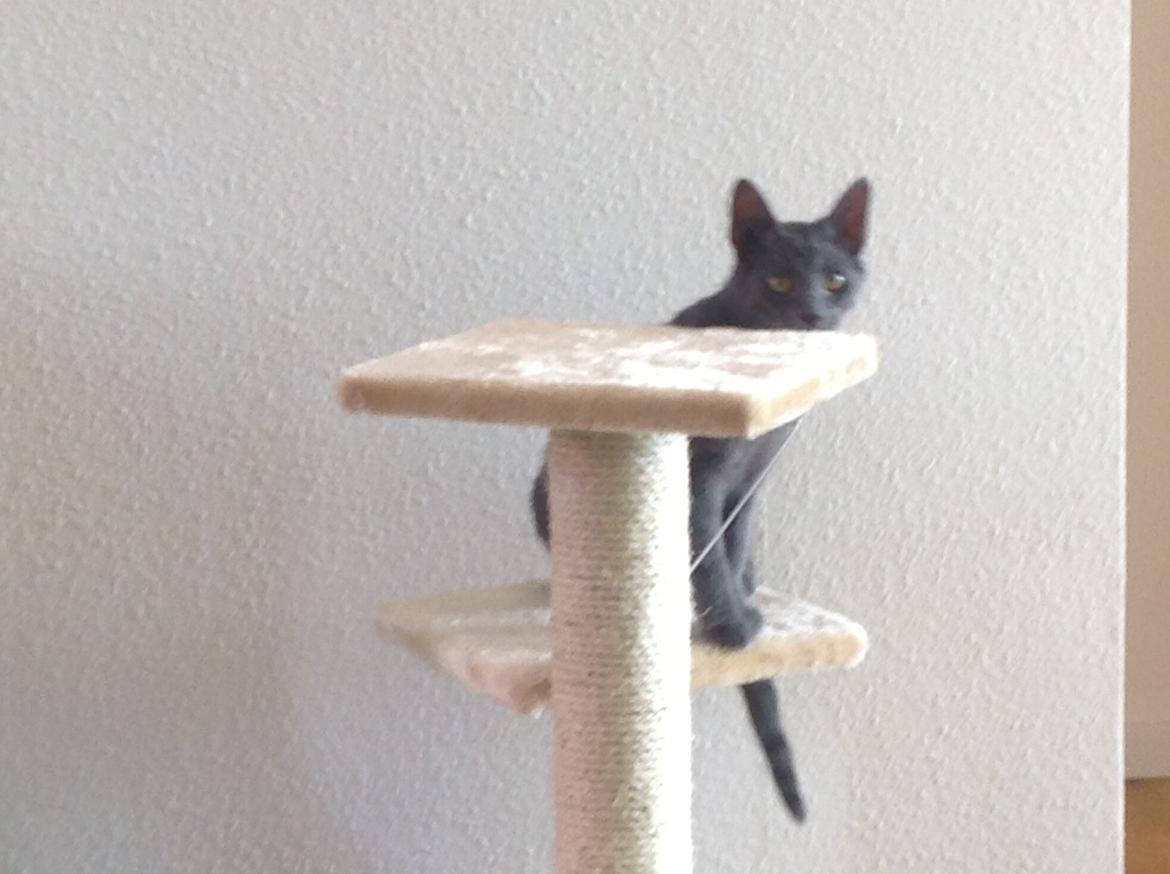 Huskat Sissleja billede 16