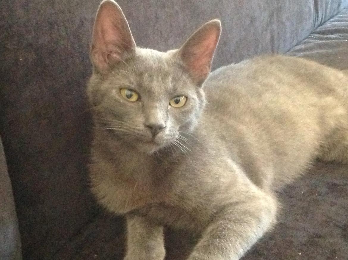 Huskat Sissleja billede 17