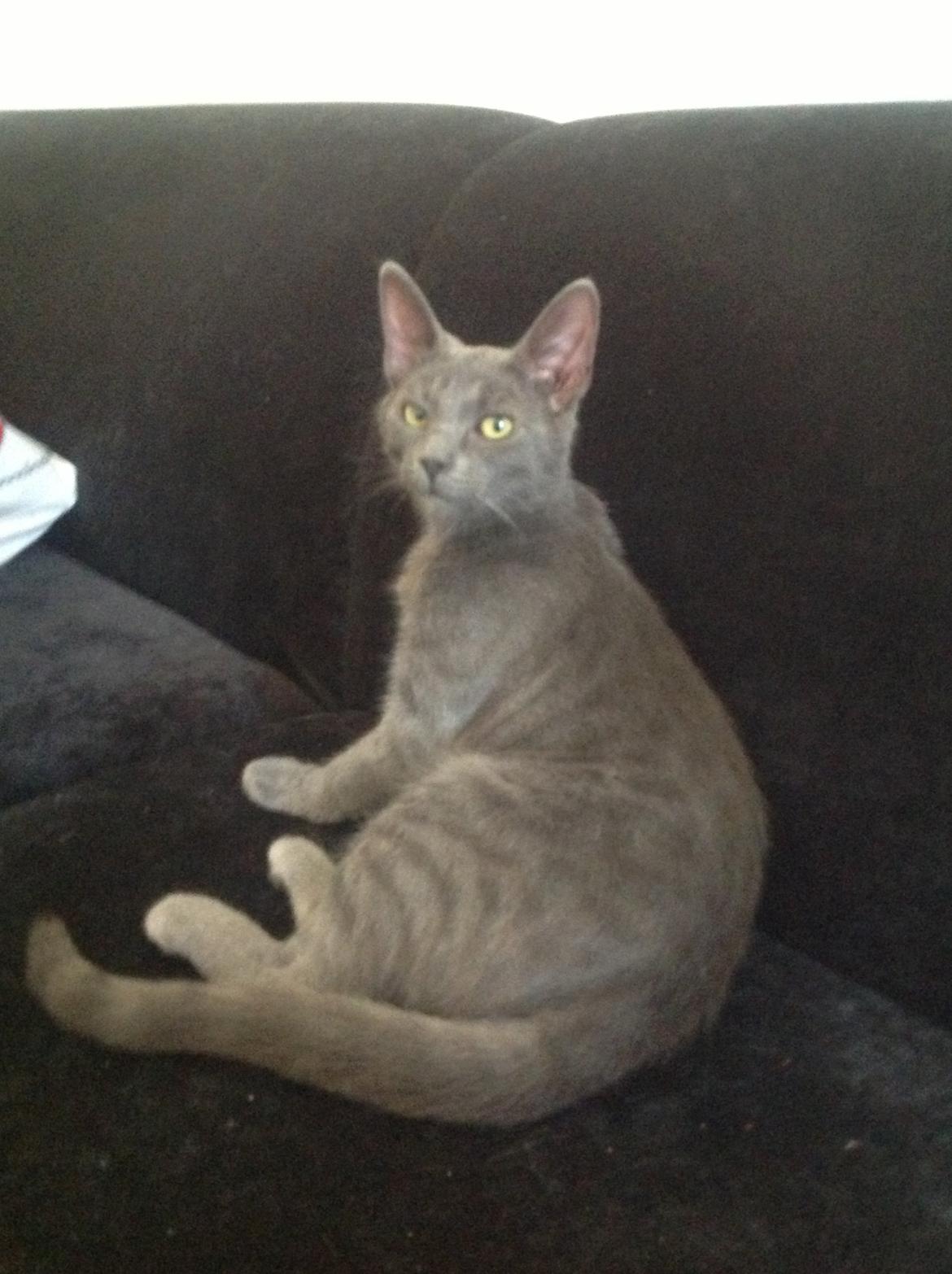 Huskat Sissleja billede 18