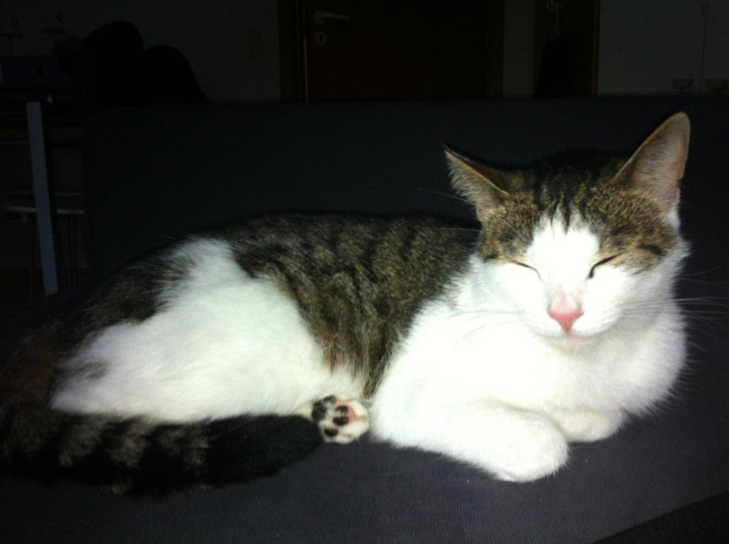 Huskat Mitte - Mitte (: billede 2