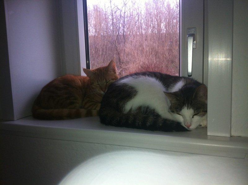 Huskat Mitte - Mitte og min anden mis (: billede 3