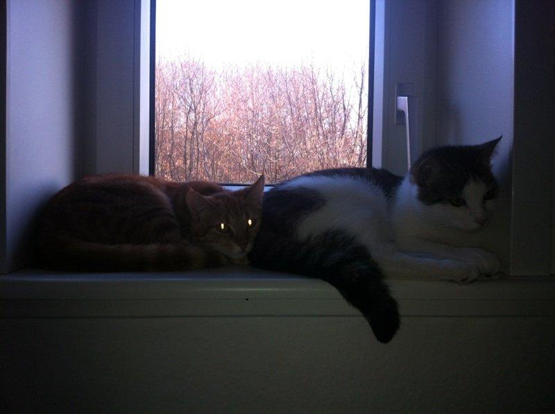 Huskat Mitte - Dem igen billede 4