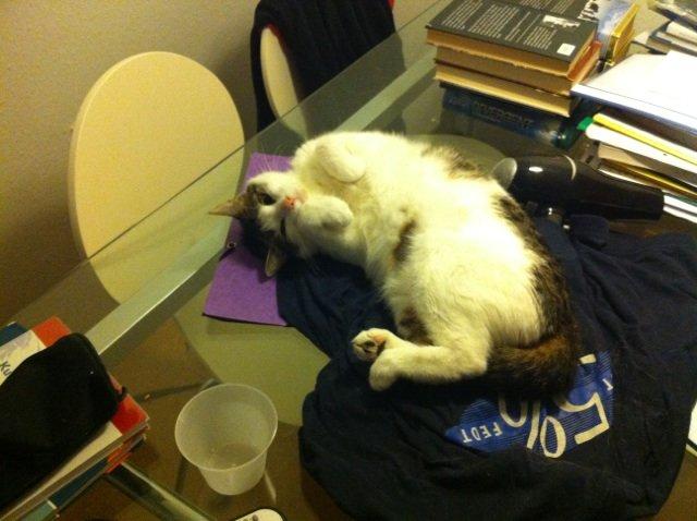 Huskat Mitte - Mitte der hygger (: billede 5