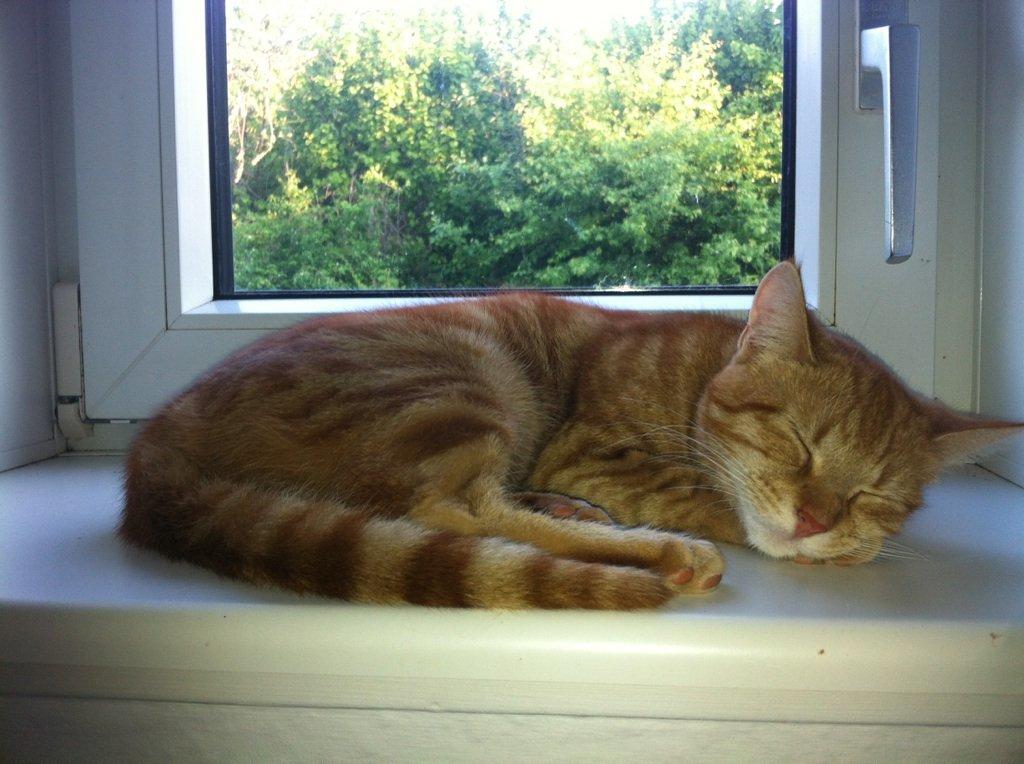 Huskat Misling - Misling billede 2