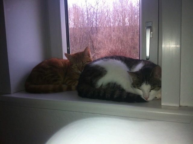 Huskat Misling - Misling og min anden mis (: billede 3