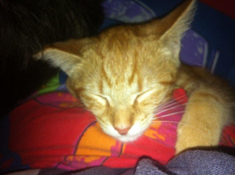 Huskat Misling - Misling der putter billede 5