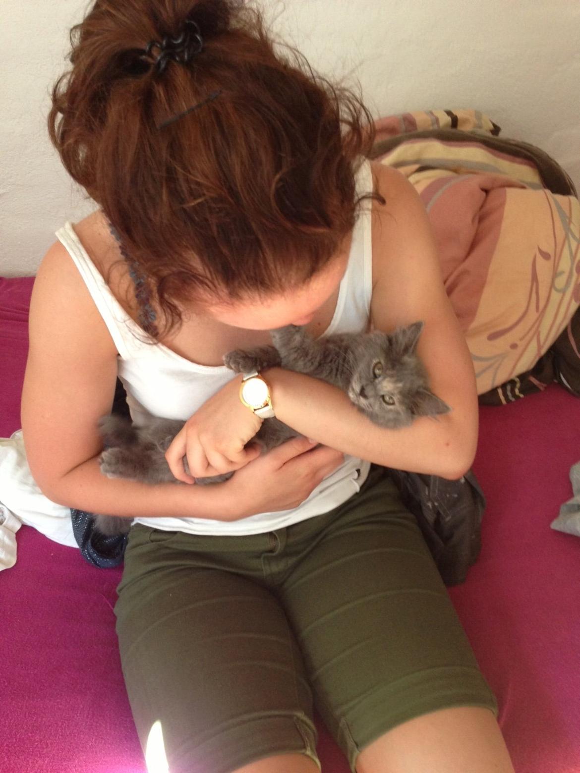 Maine Coon Mille billede 8