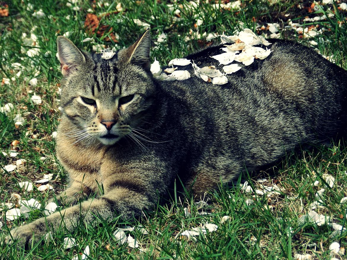 Blanding af racer Fritz "Supermissen! (:" - Velkommen til Fritz´ profil :D
Smukke mis :D billede 1