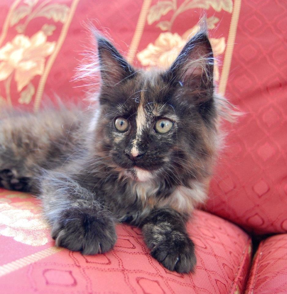 Maine Coon Bella billede 8