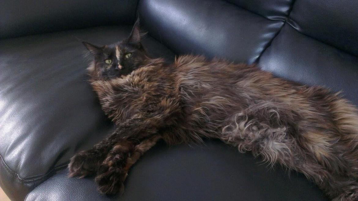 Maine Coon Bella billede 9