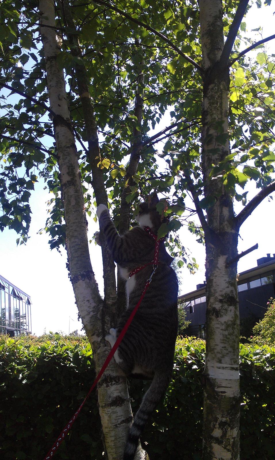 Huskat Agent CHILI Knorhår - Chili på ved til tops billede 1