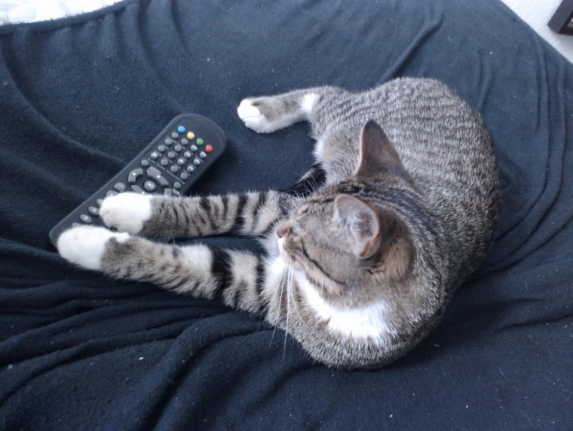 Huskat Agent CHILI Knorhår - Jeg ejer fjernbetjeningen. billede 2