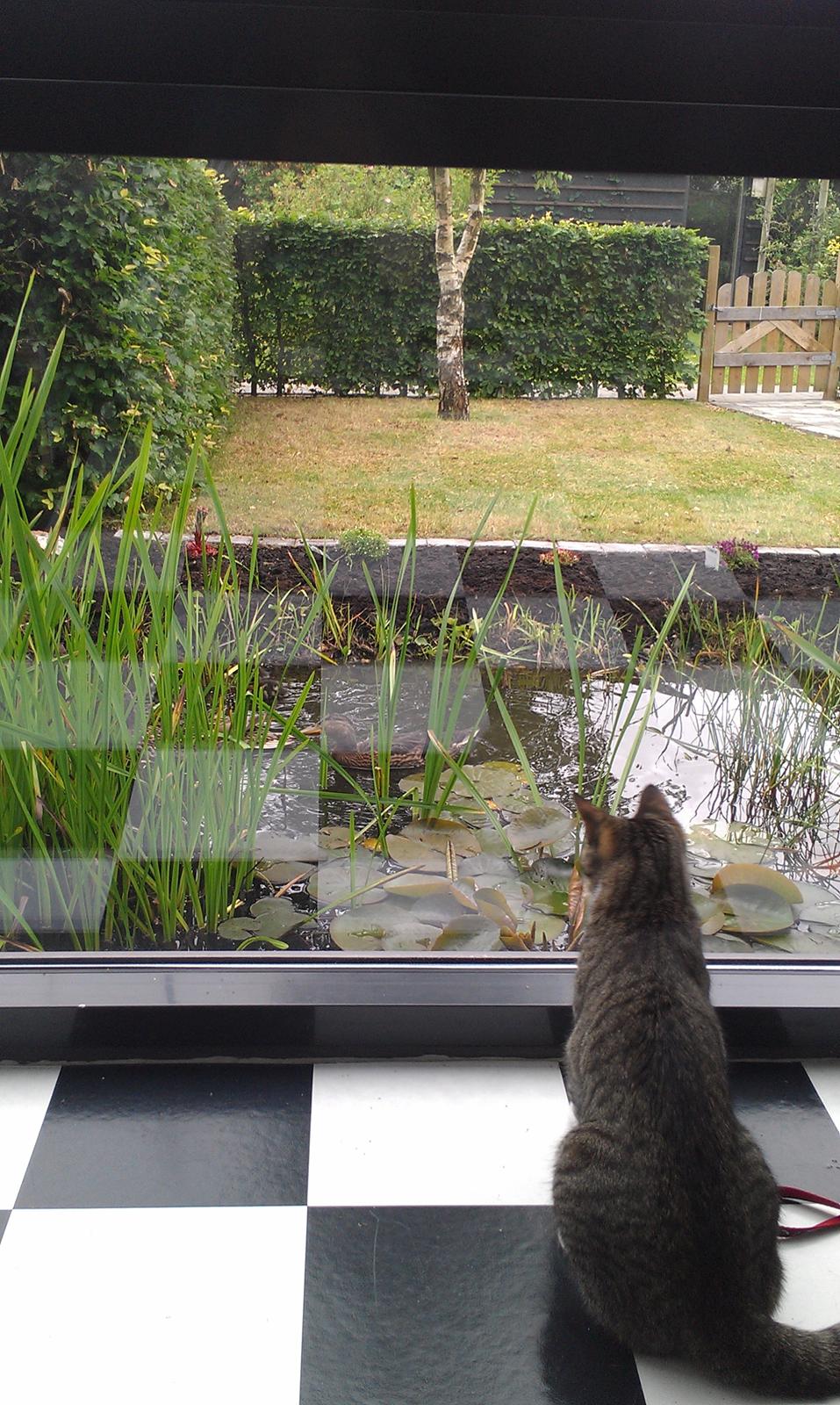 Huskat Agent CHILI Knorhår - Neeeej hvad er der ude i min have? billede 3